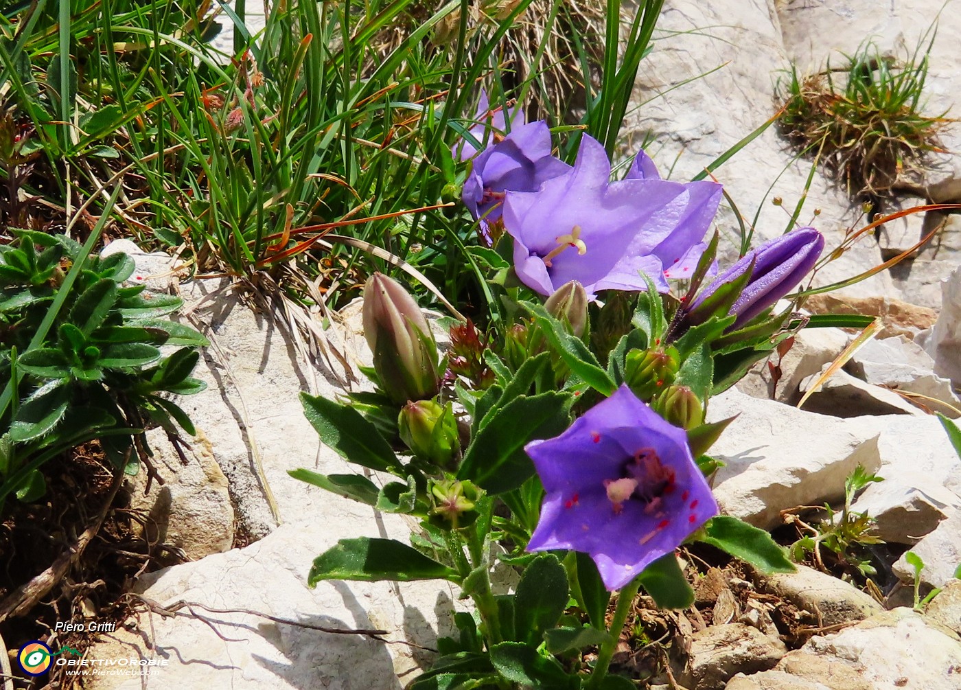03 Campanula raineri (Campanula dell'arciduca) .JPG